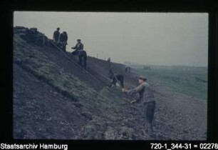 Deicharbeiten Altenwerder