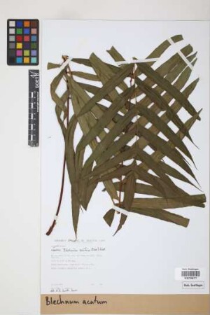 Blechnum acutum (Desv.) Mett.