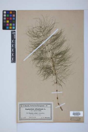 Equisetum sylvaticum L.