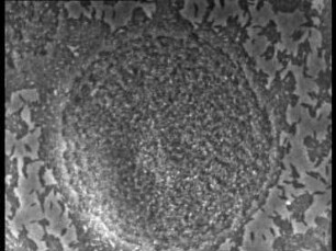 Aufbau und Verhalten beweglicher Kolonien von Bacillus circulans