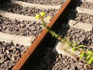 verrostetes Gleis an der stillgelegten Bahnstrecke Aschersleben-Quedlinburg
