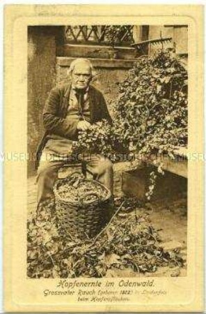 Alter Mann beim Hopfen pflücken