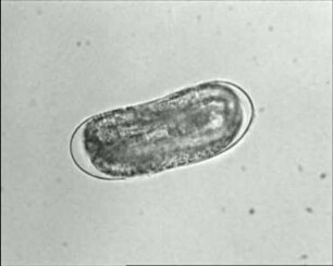 Longidorus elongatus (Nematoda) - Embryonalentwicklung