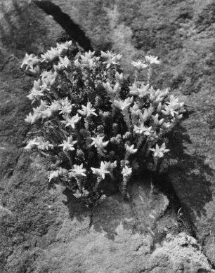 Scharfer Mauerpfeffer (Sedum acre), auch Scharfe Fetthenne genannt, gehört innerhalb der Familie der Dickblattgewächse (Crassulaceae) zur Gattung der Fetthennen (Sedum)