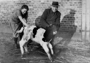 Bauer Krumstroh mit Tochter Ria mit Nachwuchs (Kalb) vor dem Kuhstall