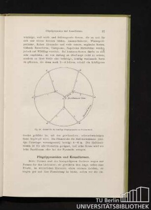 Fig. 20. Gerüst für die künftige Flügelpyramide im Durchschnitt.