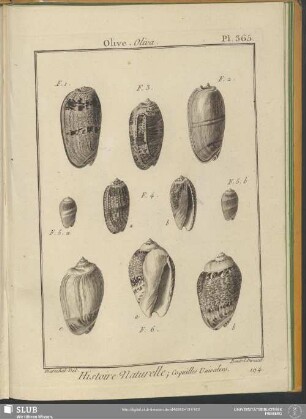 Pl. 365. Olive. Oliva