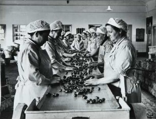 Bramsche, Konservenfabrik Vauka, Frauen beim Sortieren von Zwetschgen