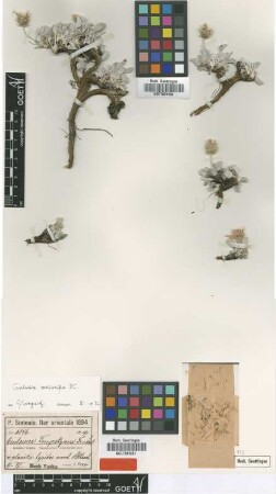 Centaurea tempskyana Freyn & Sint. ex Freyn [type]