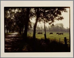Blick auf Kühe auf einer Weide, Buxtehude