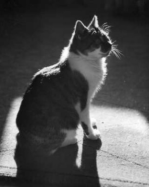 Tiere. Sitzende gefleckte Katze