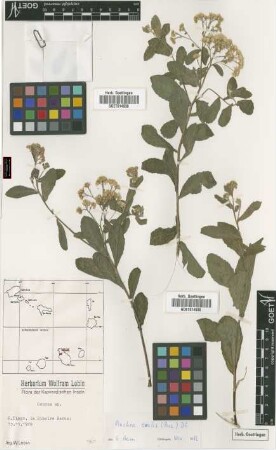 Conyza sp.