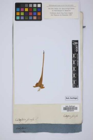 Catesbaea spinosa L.