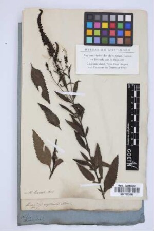 Veronica australis Schrad.