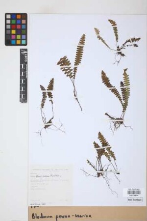 Blechnum penna-marina (Poir.) Kuhn