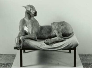 Hund