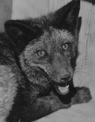Archivfotografie "motive_tiere_tierzucht_pelztiere_10871"