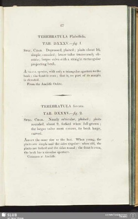 Terebratula Furcata. Tab. DXXXV.—fig. 2