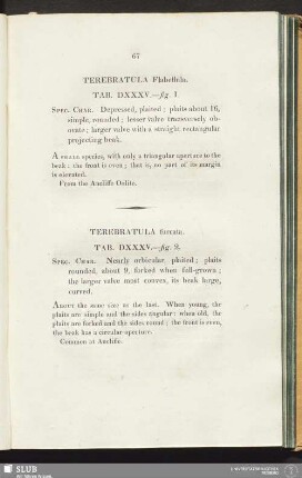 Terebratula Furcata. Tab. DXXXV.—fig. 2