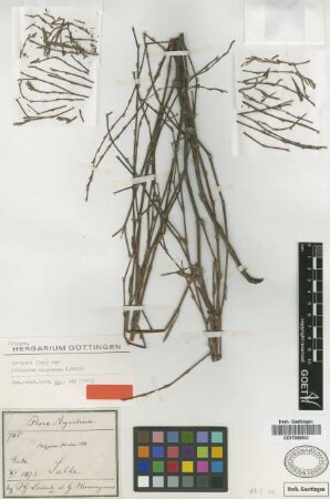 Polygonum striatum K.Koch