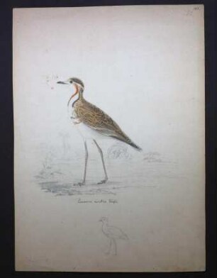 Bindenrennvogel, Rhinoptilus cinctus (Heuglin, 1863)