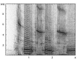Hausesel | Equus asinus f. asinus - Lautfolge