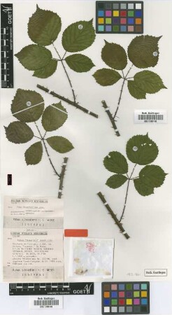 Rubus schnedleri H.E.Weber [isotype]