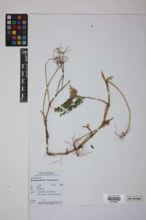 Selaginella exaltata (Kunze) Spring