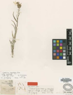 Centaurea nyssana Petrovic subsp. orbelica (Vel.) Hayek