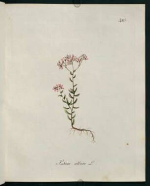 Sedum album L.