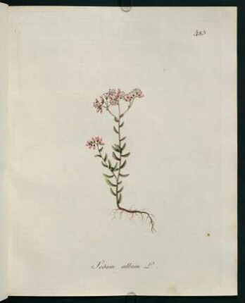 Sedum album L.