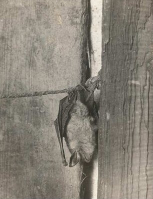 Großes Mausohr (Riesenfledermaus, Myotis myotis BORKH.), im Sommerunterschlupf ruhend
