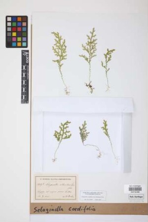 Selaginella cordifolia (Desv. ex Poir.) Spring
