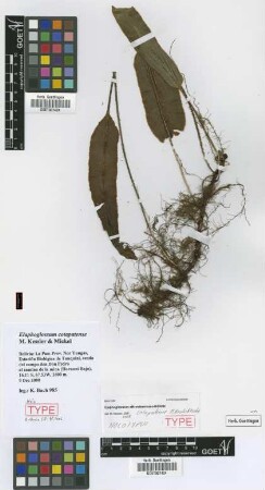 Elaphoglossum cotapatense M.Kessler & Mickel [holotype]