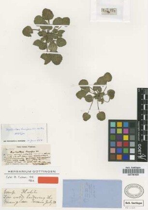 Heptanthus brevipes Wright ex Griseb. [holotype]