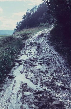 Oberweißbach. Waldweg zum Fröbelturm