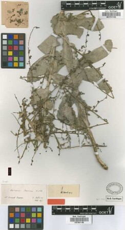 Verbascum isauricum Boiss. & Heldr.
