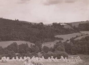 Osterzgebirge. Mordgrund bei Oelsen-Bienhof. Blick vom linken Hang mit Roggenpuppen über den Mühlteich nach Südosten zum Kamm