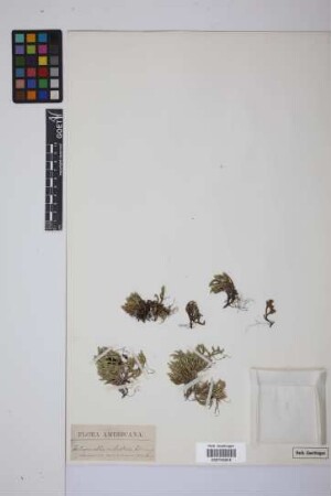 Selaginella rupestris (L.) Spring