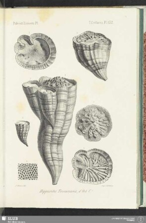 Pl. 532