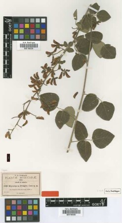 Rhynchosia pringlei Rose [type]