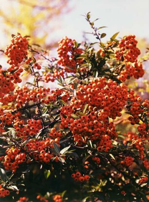 Feuerdorn, Schlossgarten Weesenstein : Fruchtstand des Feuerdorns (Pyracantha coccinea M.Roem.). Standort Schlossgarten Weesenstein
