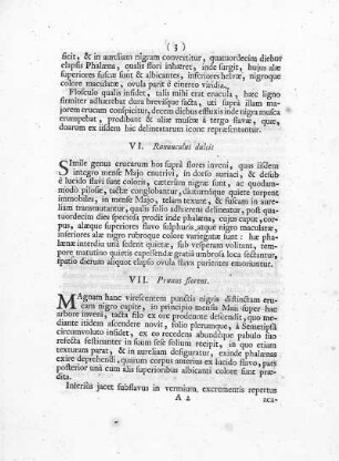 VII. Prunus florens