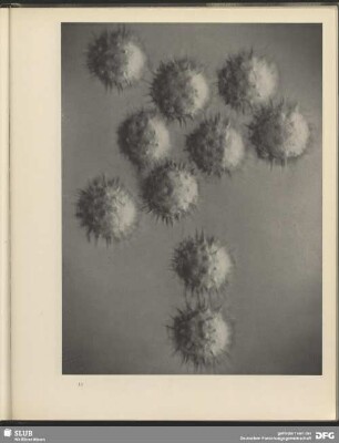 Kugelform. Pollen der Sonnenblume. 400:1