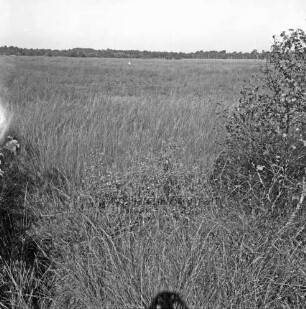 Nienwohlder Moor: Naturschutzgebiet: Renaturierung: Blick über Moorfläche mit Gräsern: vorn Sträucher: im Hintergrund Bäume
