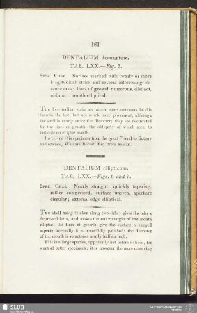 Dentalium ellipticum. Tab. LXX. - Figs. 6 and 7