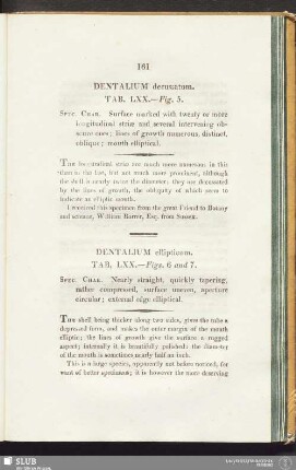 Dentalium ellipticum. Tab. LXX. - Figs. 6 and 7