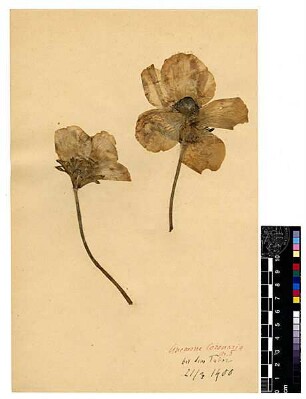Ranunculaceae Anemone coronaria Post, George E., George E. Post, M.D. D.D.S., LL.D. Late Professor of Natuarl Sciences of the American Universtity of Beirut [Tabor (Berg)]