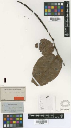 Coccoloba costata C.Wright [type]