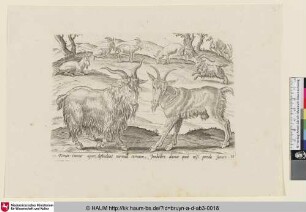 [Goats; Ziegen]